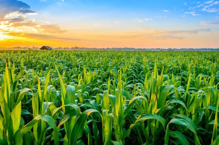 Crop Diversification